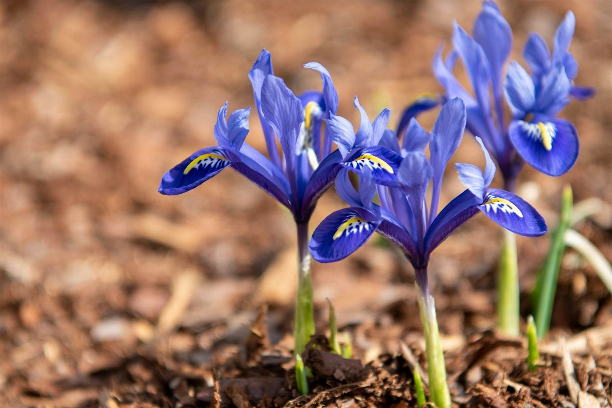 Advanced Botany I, 26 June | Event in Asheville | AllEvents