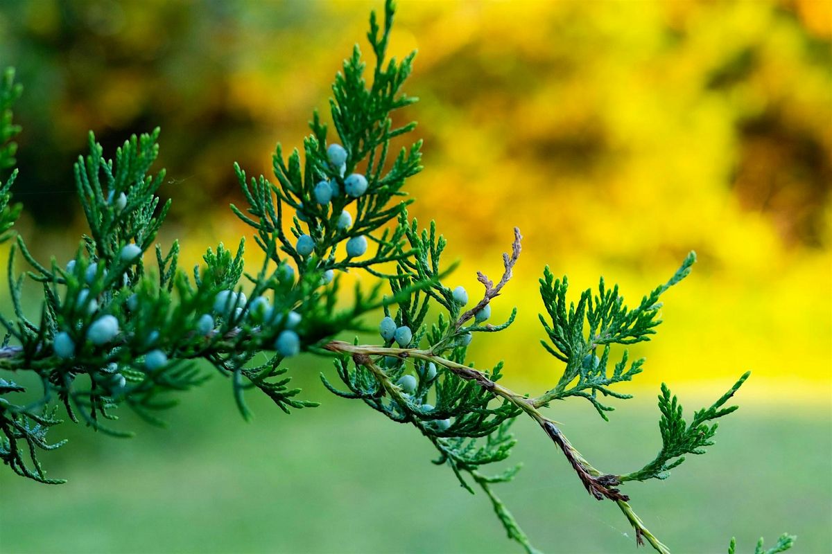 Juniper Lore with Kari Tauring, 10 January | Event in Minneapolis | AllEvents