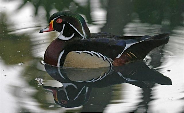 East Bay Calvary Sportsmen's Fellowship Dinner and Program Ticket, 7 February | Event in Traverse City | AllEvents