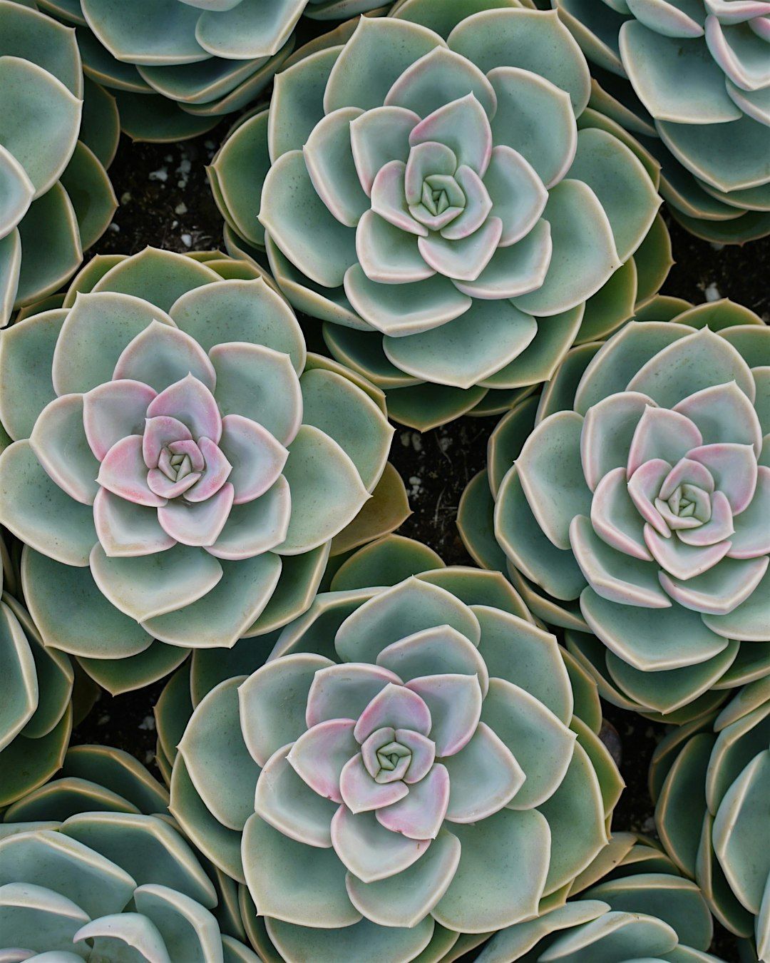 Sugar Skull Terrarium Workshop, 14 September | Event in Fairfax | AllEvents