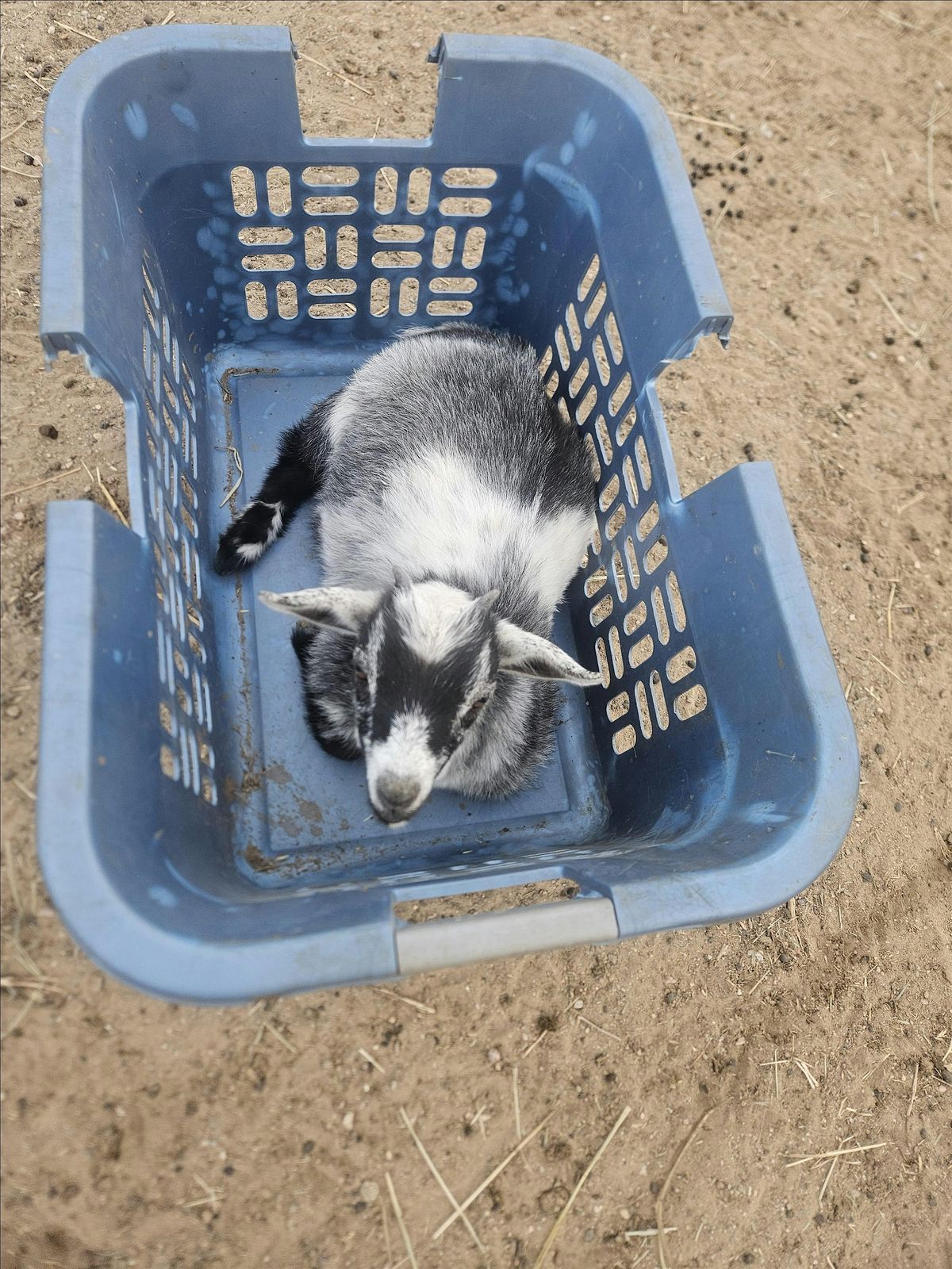 Bingo with Goats, 26 October | Event in Greeley | AllEvents