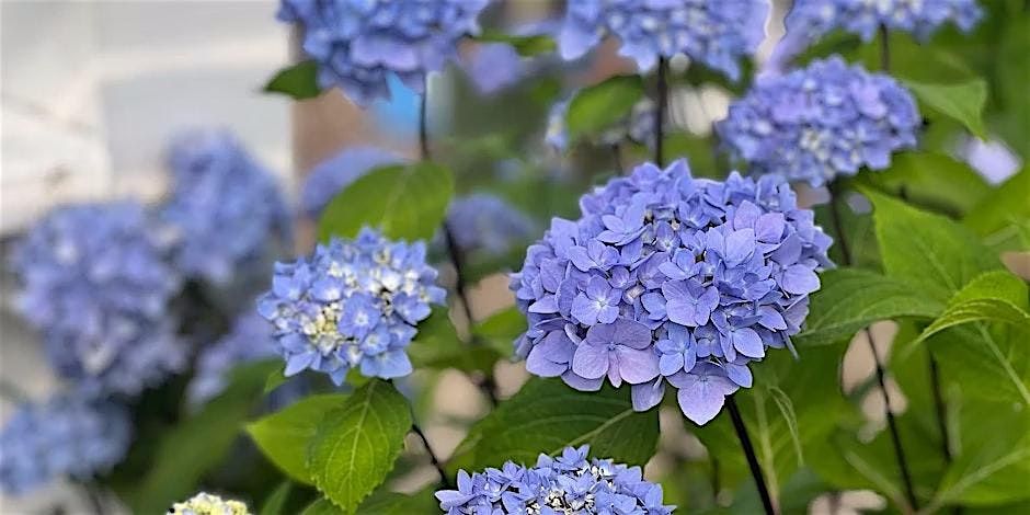 Free Hydrangea Care Talk + Pruning Demo, 12 July | Event in Exeter | AllEvents