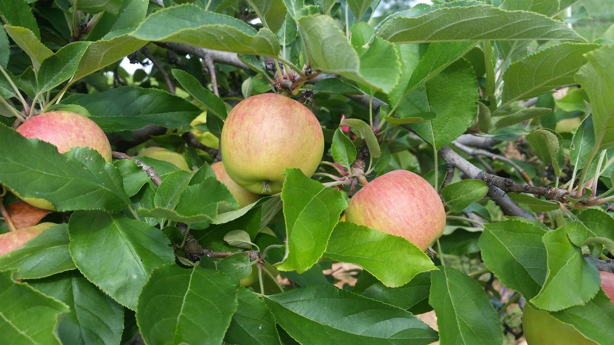 Learn to Grow: Small Fruit and Tree Fruit for the Home Gardener, 5 March | Event in Waynesville | AllEvents