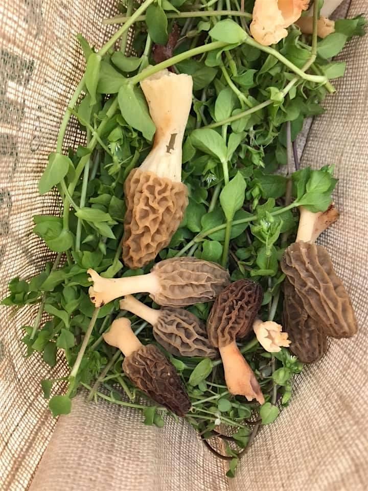 Fall Forest Treasures: Fungi & Nut Foraging Expedition, 23 November | Event in Henderson | AllEvents