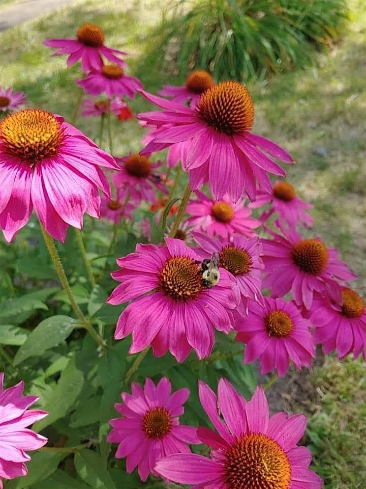 Farm Tour: Pollinator Power! Creating Pollinator-Friendly Habitats, 12 July | Event in Cleveland | AllEvents