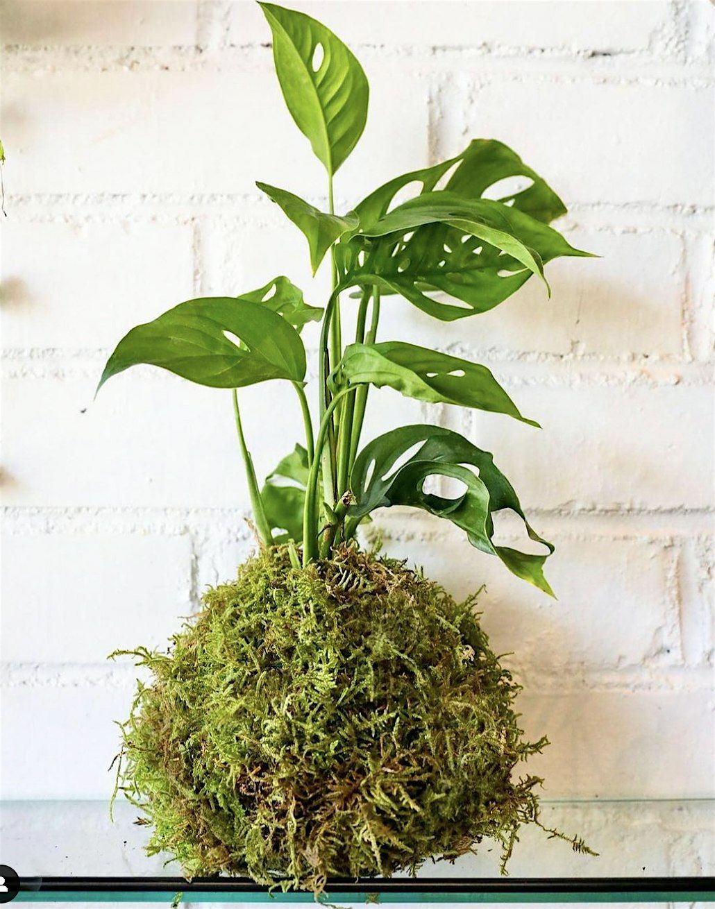 Kokedama Workshop, 5 August | Event in GREENVILLE | AllEvents