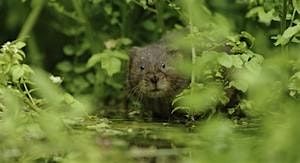 Introduction to Water Vole ecology and surveys, 17 April | Event in Maidstone | AllEvents