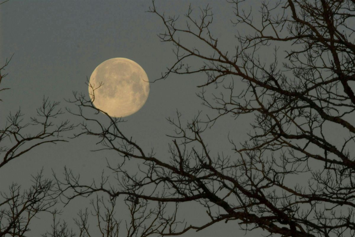 Full Moon Introduction to Forest Bathing Walk, 7 October | Event in Crisfield | AllEvents