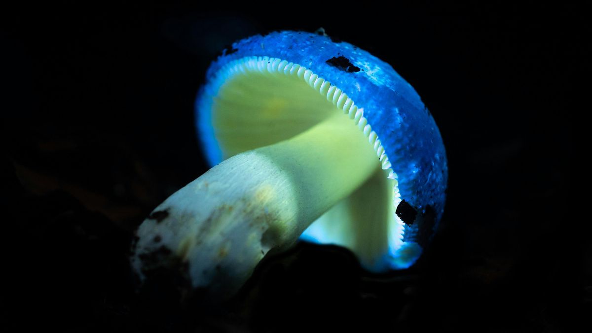 Biofluorescent Night Walk, 24 October | Event in Brandon | AllEvents