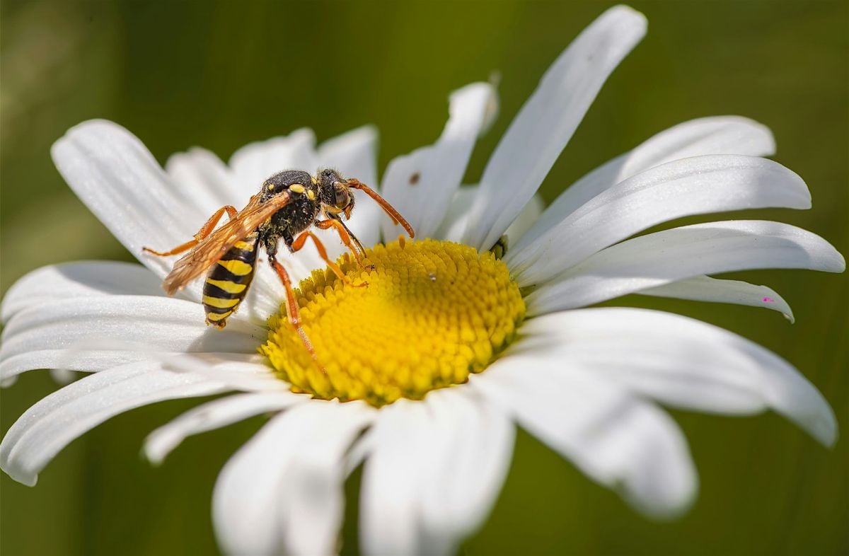 Discover Insects and Invertebrates – with Brian Murray, 19 July | Event in Cork | AllEvents