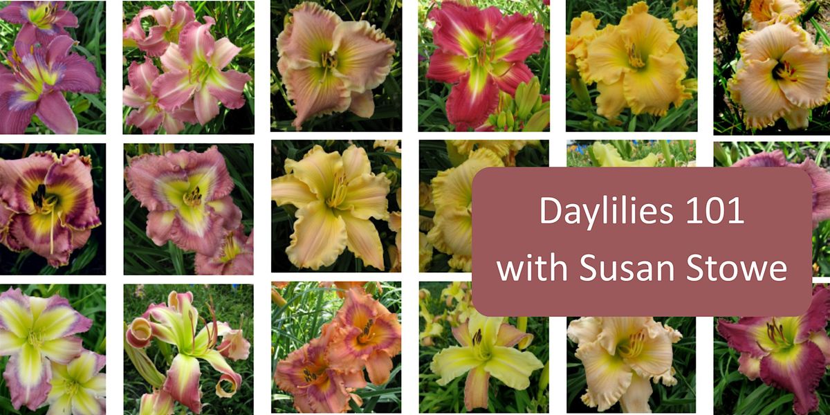 Daylillies 101, 23 July | Event in Lee | AllEvents