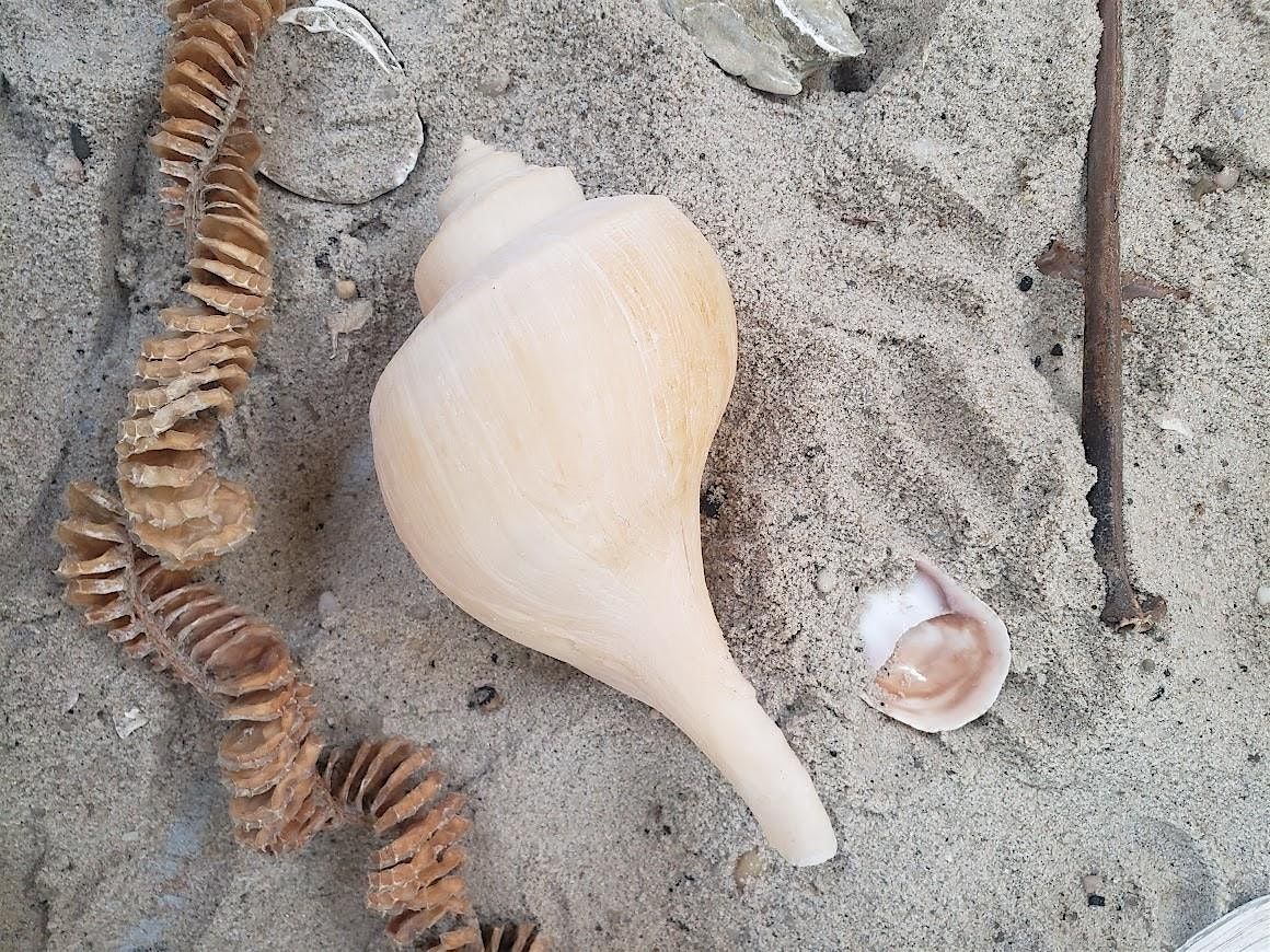 Beachcombing the Cove, 25 June | Event in Cape May | AllEvents
