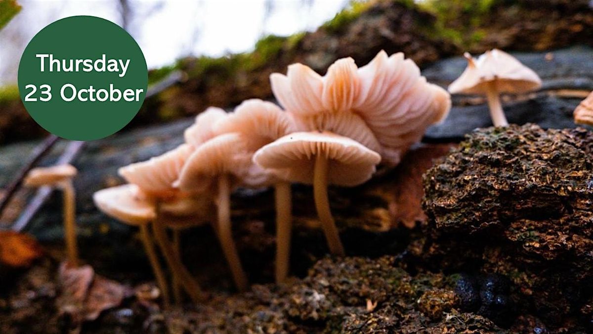 Mushroom Meander, 23 October | Event in Newcastle upon Tyne | AllEvents