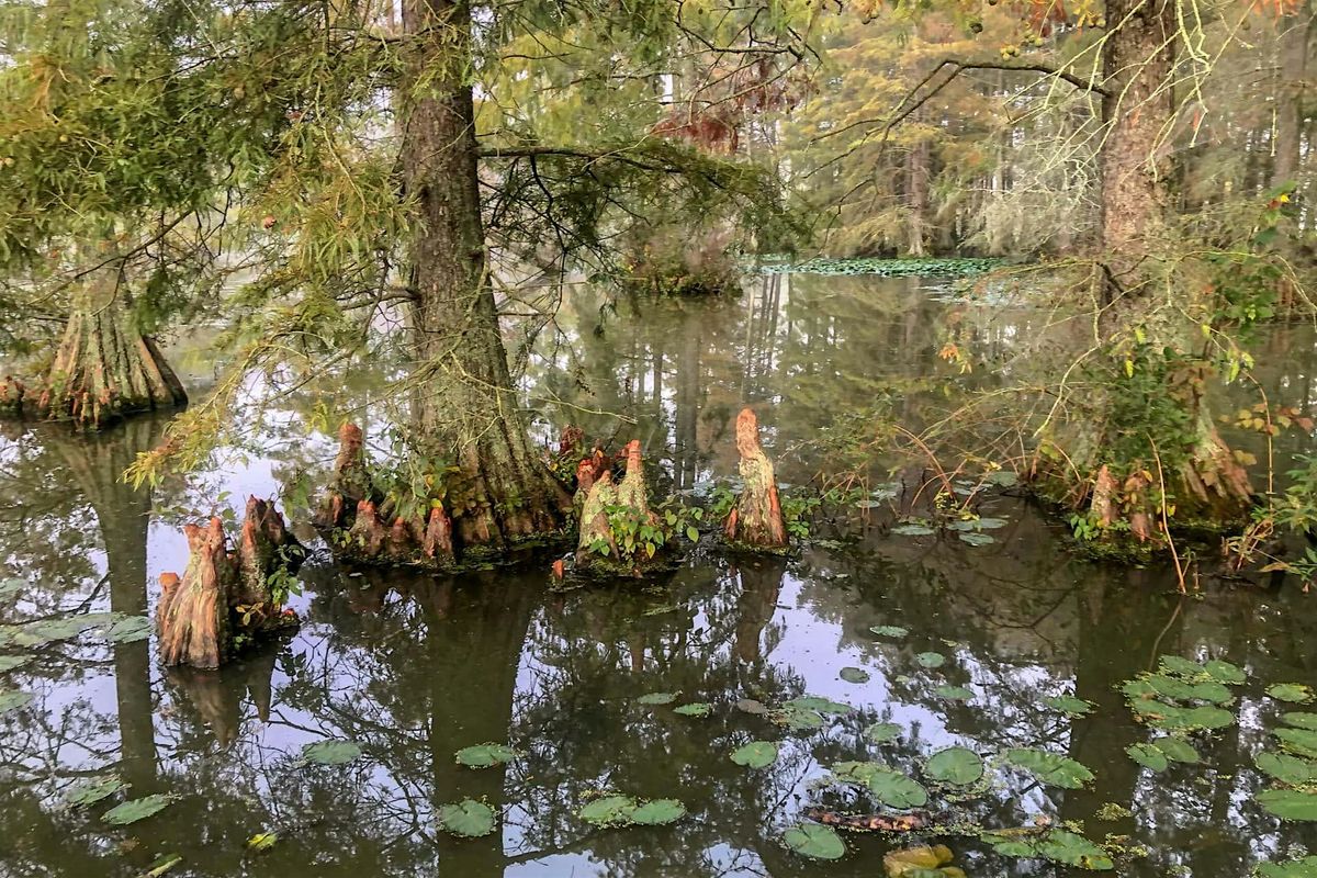 Fall Fir Tree Foliage Public Paddle - 2025 - Sultana Education Foundation, 11 October | Event in Sussex County