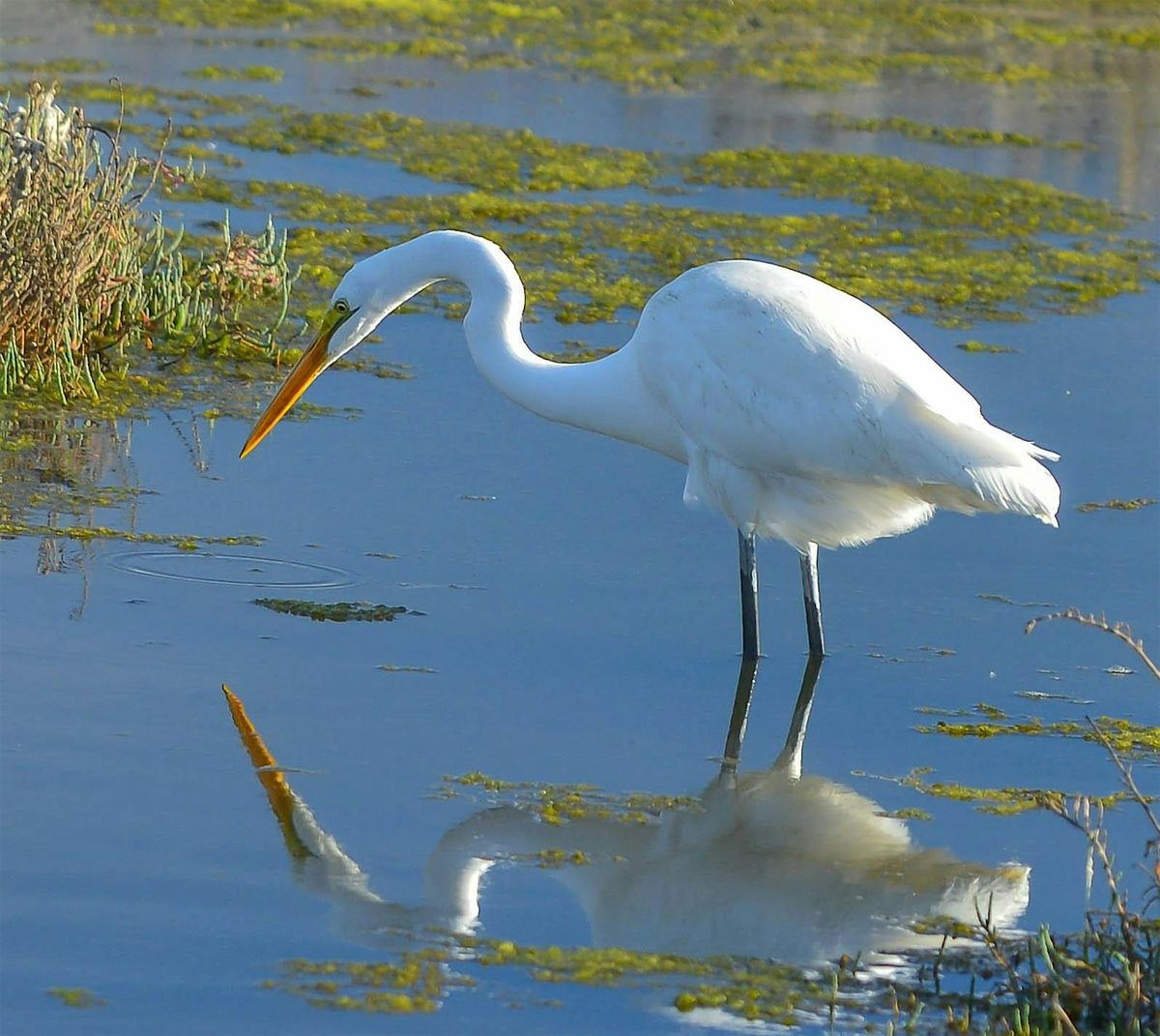 Family Bird Walk, 24 May | Event in Fremont | AllEvents