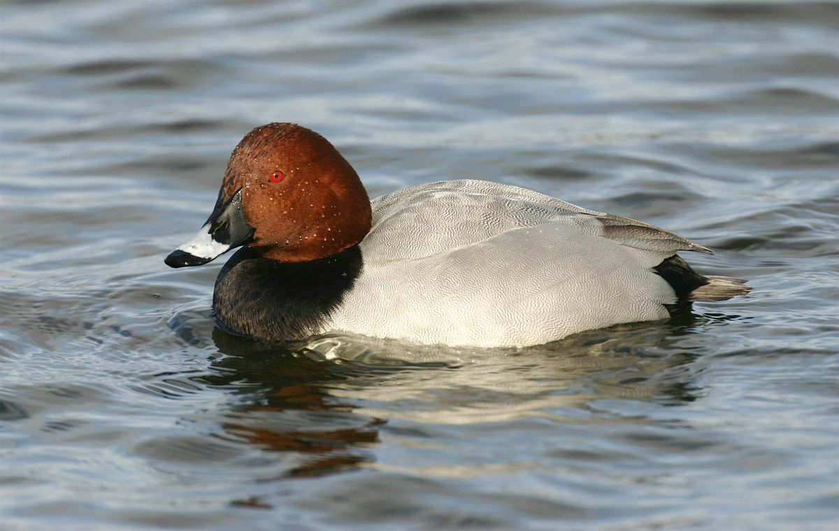 Thatcham Lake Bird Walk - Nature Discovery Centre, Sunday 16 November, 16 November | Event in Thatcham | AllEvents
