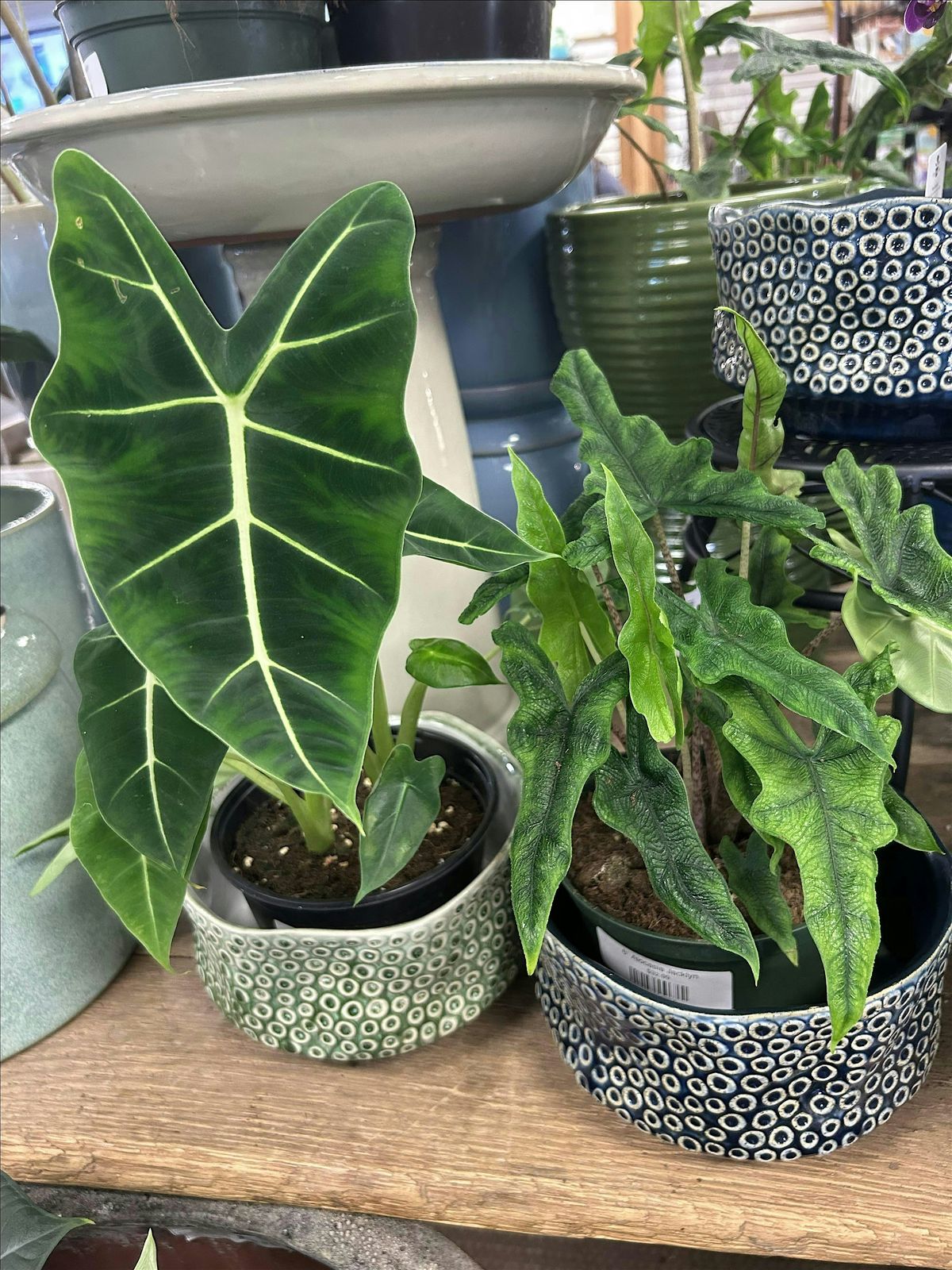 Free Saturday Seminar: How to K*ll a Houseplant, 16 August | Event in Memphis | AllEvents