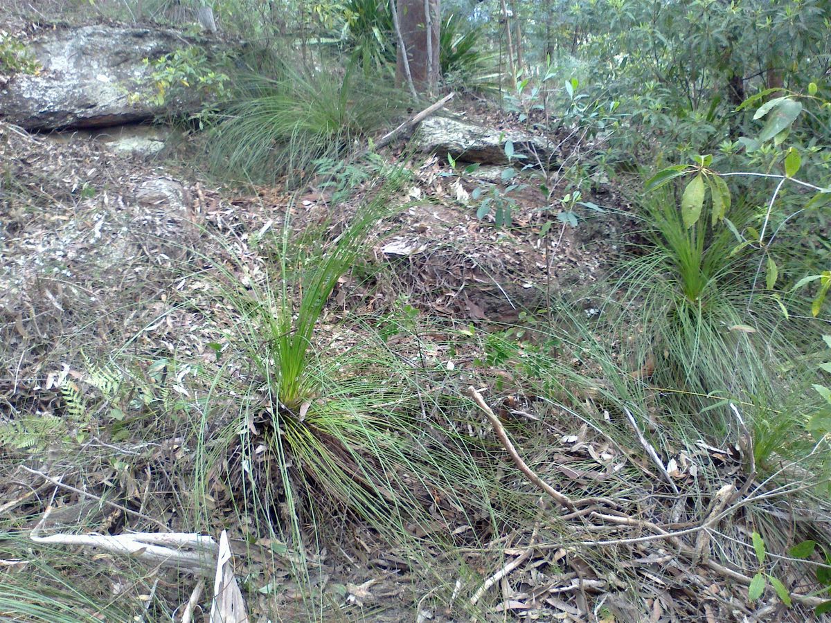 Seed Collecting -  Old Ferry Road Reserve, Illawong - 4 December, 4 December | Event in Illawong | AllEvents