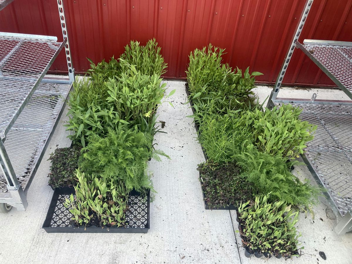 Native Plant Project planting day!, 29 May | Event in Pleasantville | AllEvents