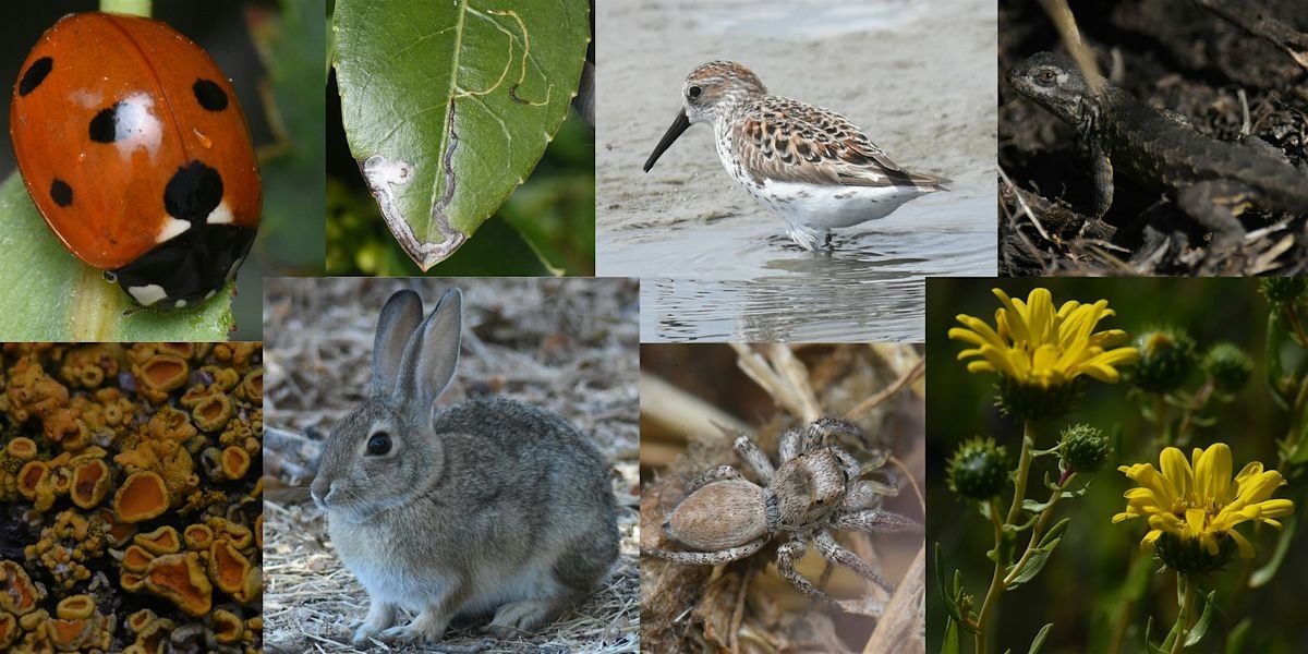 California Biodiversity Day BioBlitz, 7 September | Event in San Jose | AllEvents