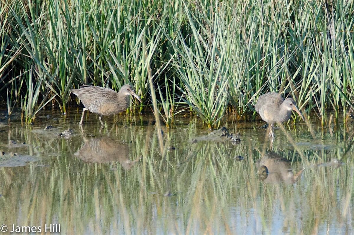 Walk for MLK Day at Dr. Robert B. Hayling Freedom Park with James Hill, 18 January | Event in St. Augustine