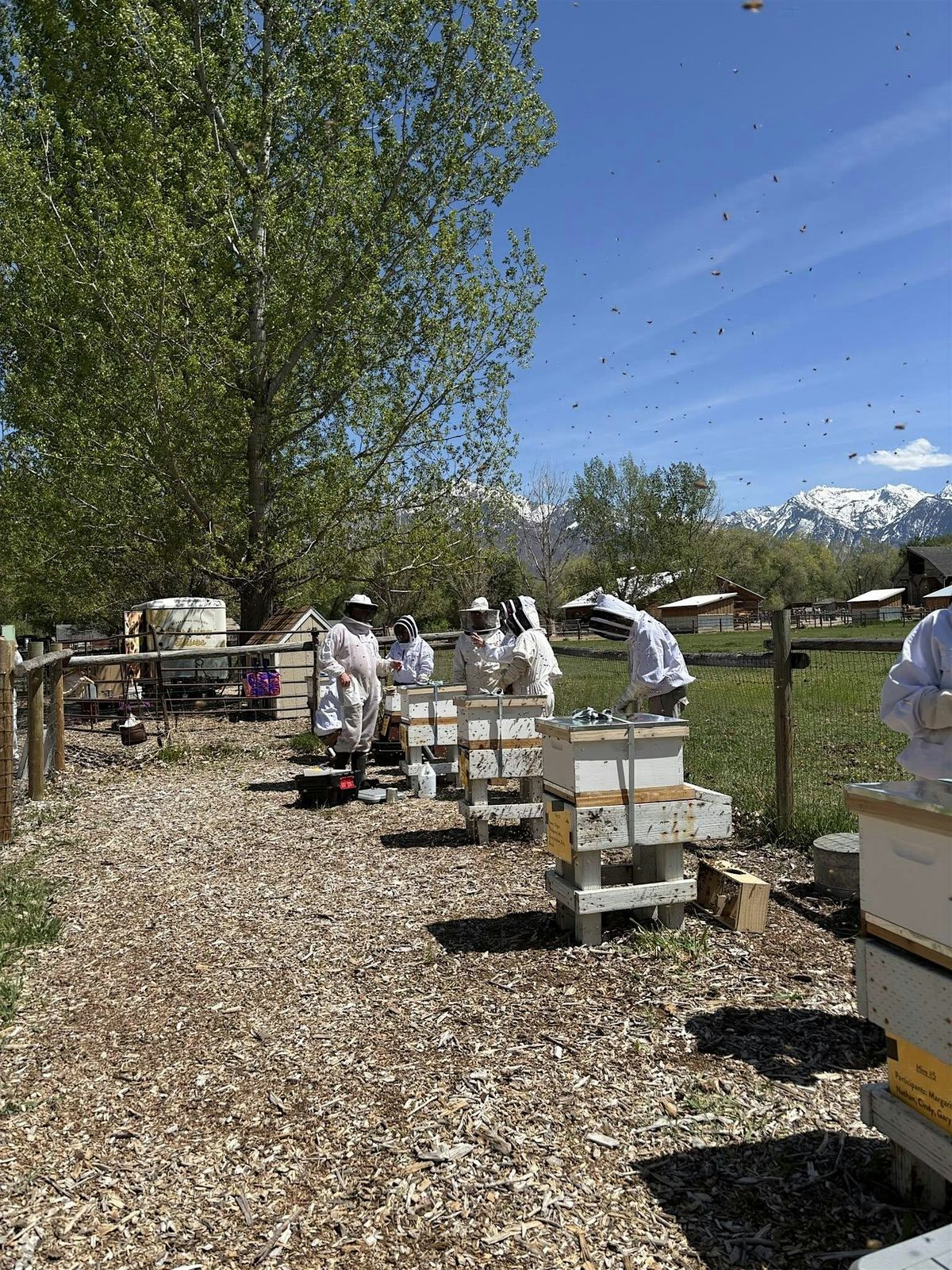 Buzz into Summer at the Utah Beekeepers' Association Field Day!, 7 June | Event in Murray | AllEvents