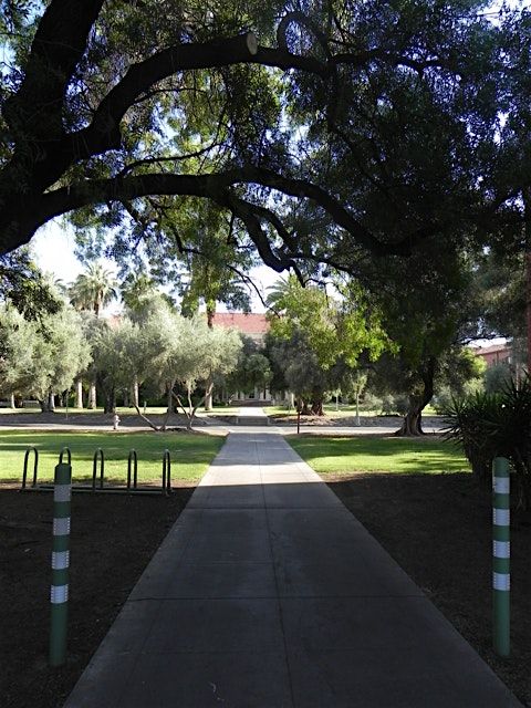 Trees around the World, a U of Arizona Campus Arboretum Tour, 21 December | Event in Tucson | AllEvents