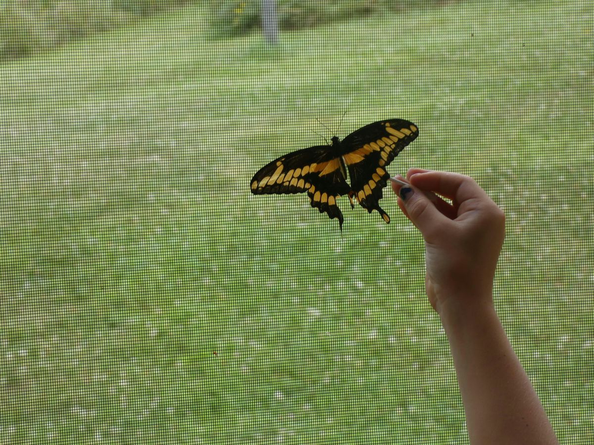 Crafting at NJC: DYO Butterfly Wings, Session 1, 17 July | Event in Dover | AllEvents