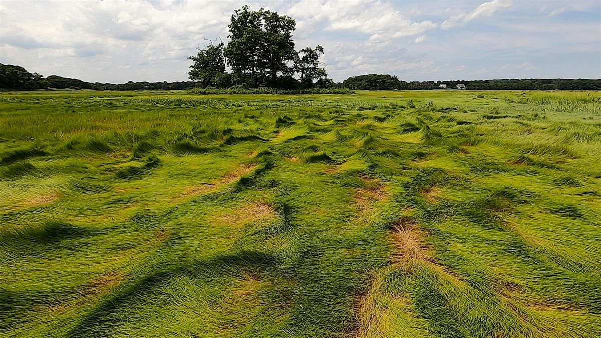 Artist Conversation: The Great Muse-3 artists working with The Great Marsh | Event in Boston | AllEvents