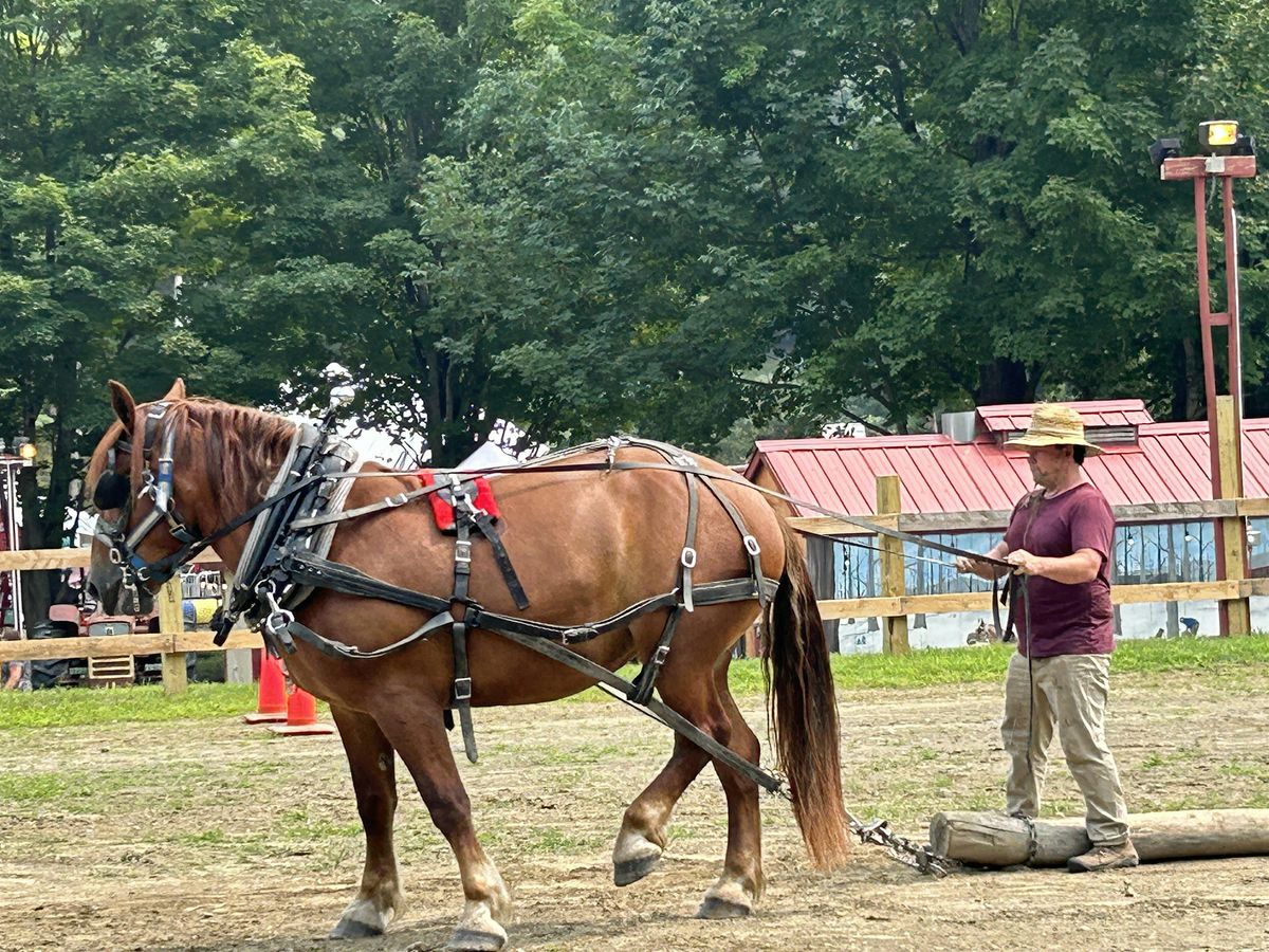 Intro to Draft Horse Basics, 18 July | Event in Claremont | AllEvents