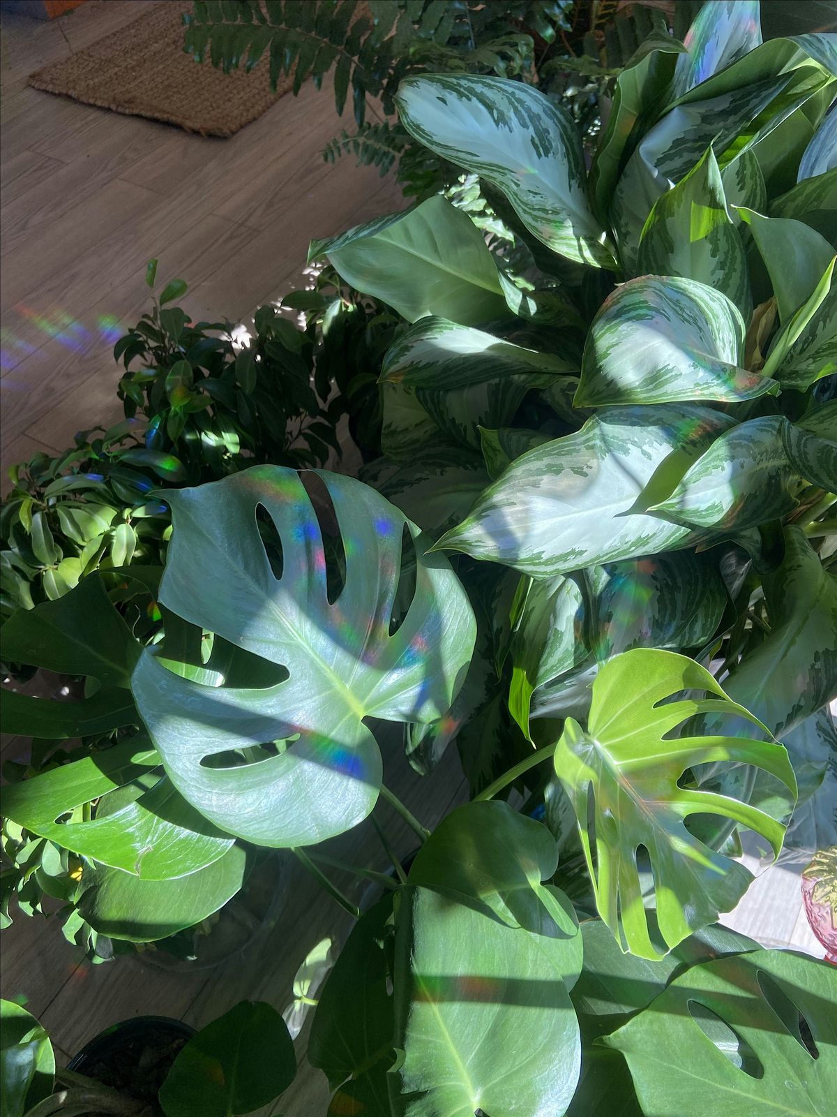 Plant Bingo!, 22 August | Event in Albuquerque | AllEvents