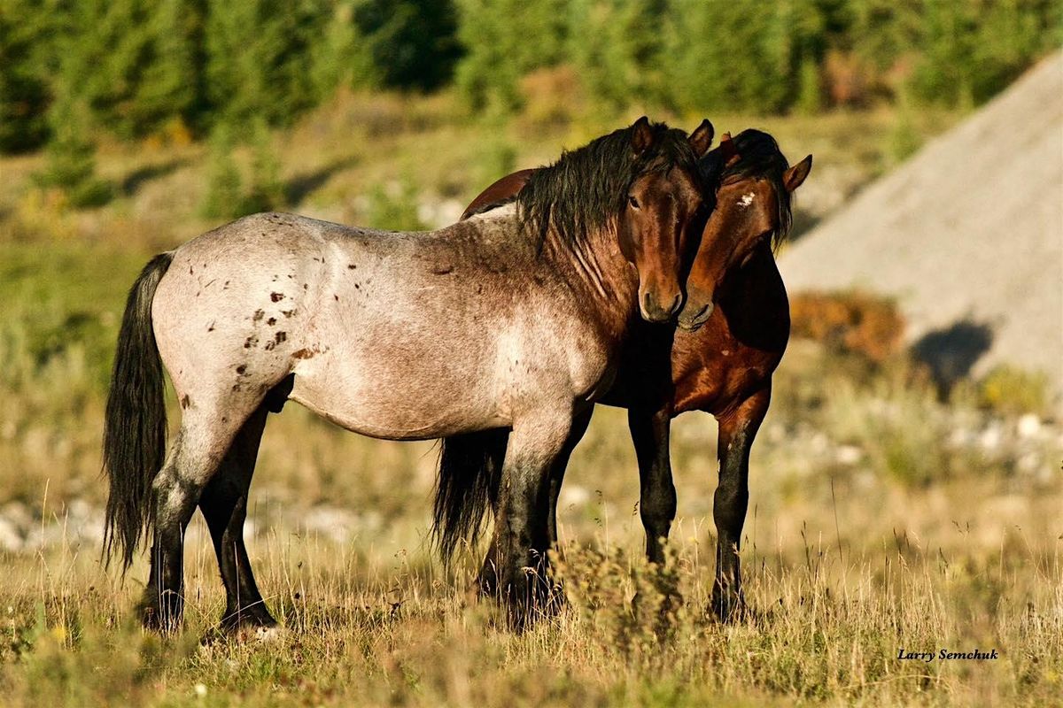 Into the Herd: A Wild Horse Experience | Event in Sundre | AllEvents
