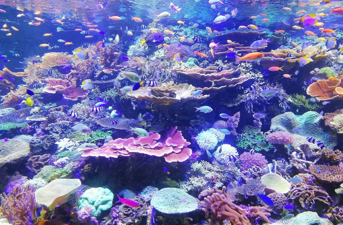 Finding Nemo, 1 January | Event in Lincolnshire | AllEvents