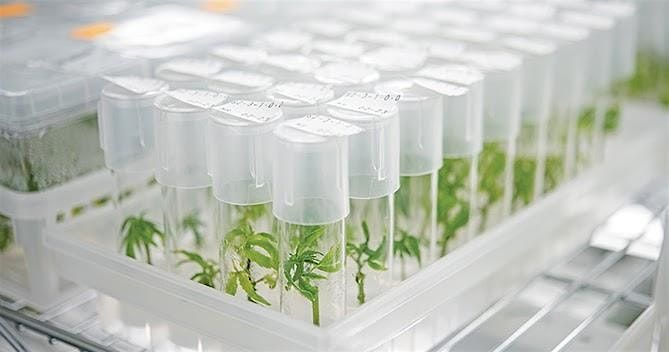 Wet-Lab Plant Tissue Culture Workshop - Take-Home Kit Included!, 10 August | Event in San Francisco | AllEvents