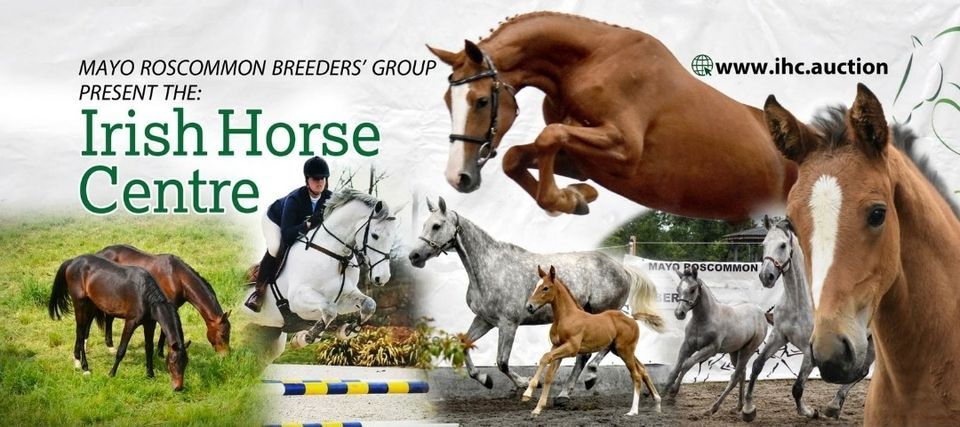 horses for sale in galway