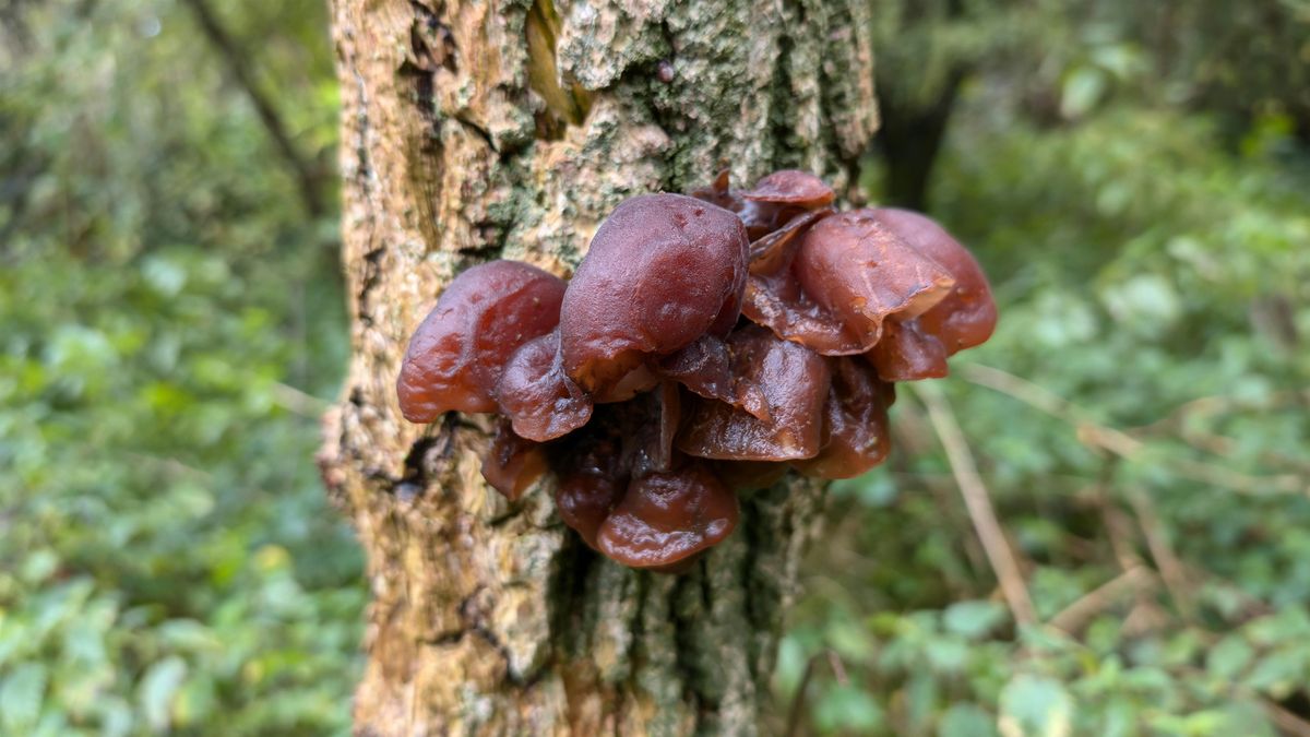 Fungi Survey -  The Paddock, 24 October | Event in London | AllEvents