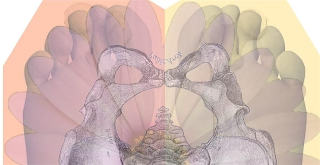 Advanced Osteopathic Diagnosis -  A rational palpatory approach, 25 October | Event in Maidstone | AllEvents