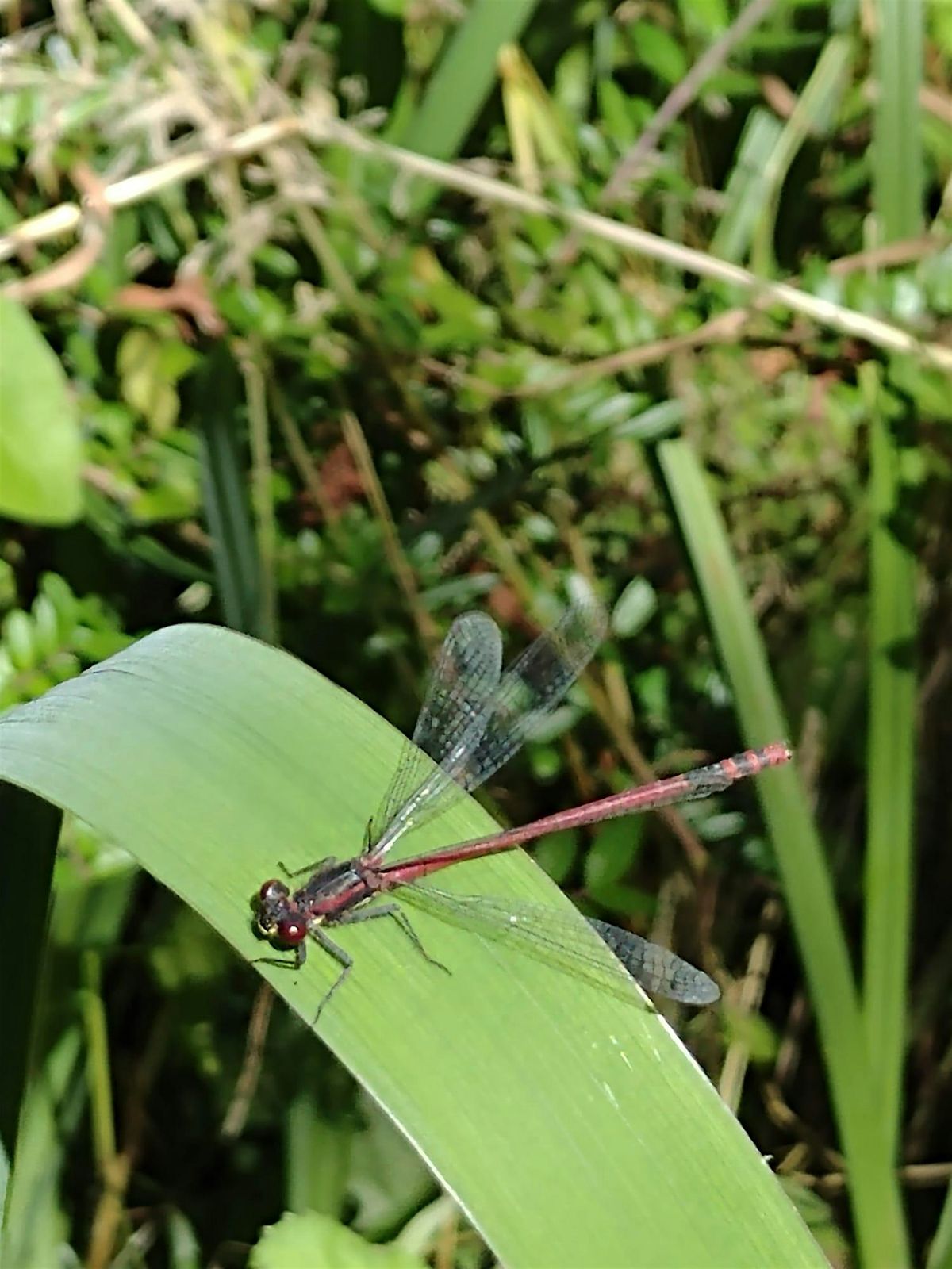 Nosey Nature Natter - Secrets of the Pond, 25 March | Event in Macclesfield | AllEvents