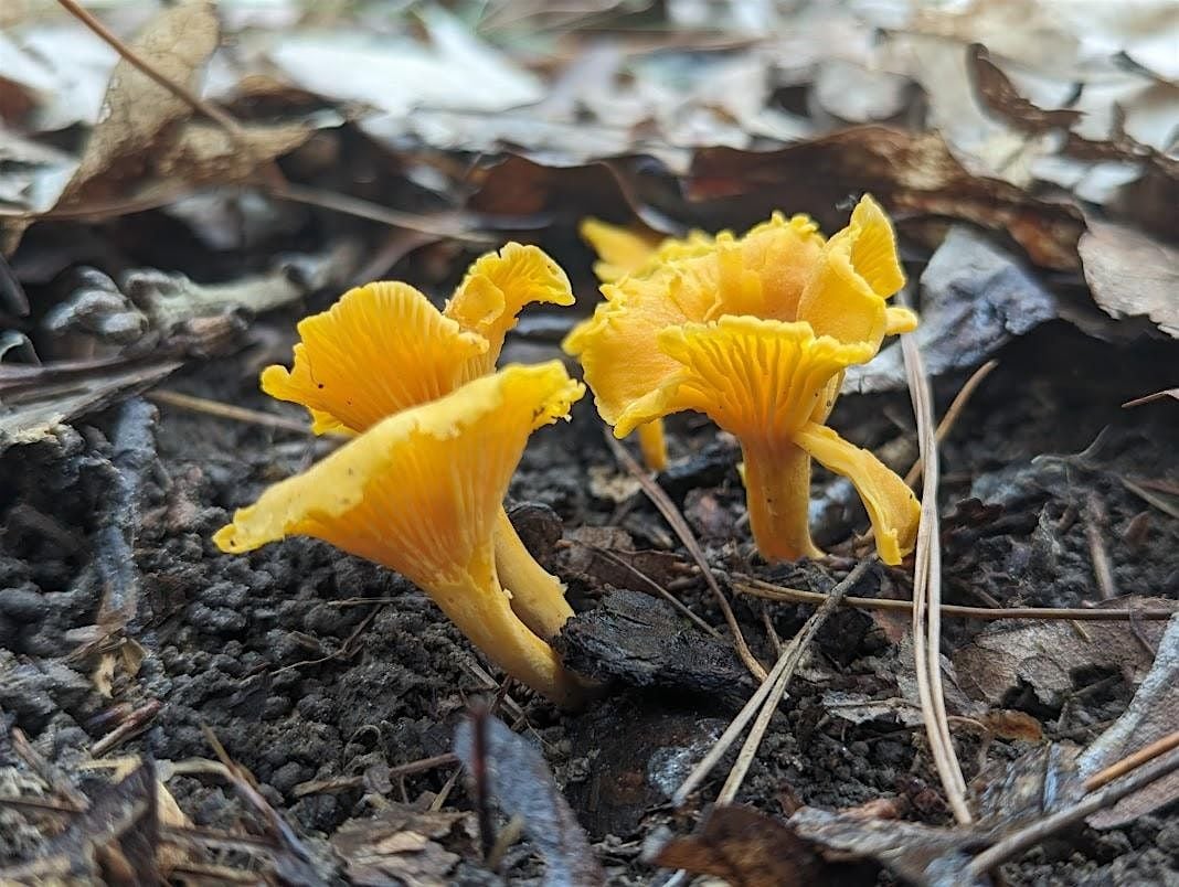 Mushroom Foray at Northern Roots, 2 October | Event in Oldham | AllEvents