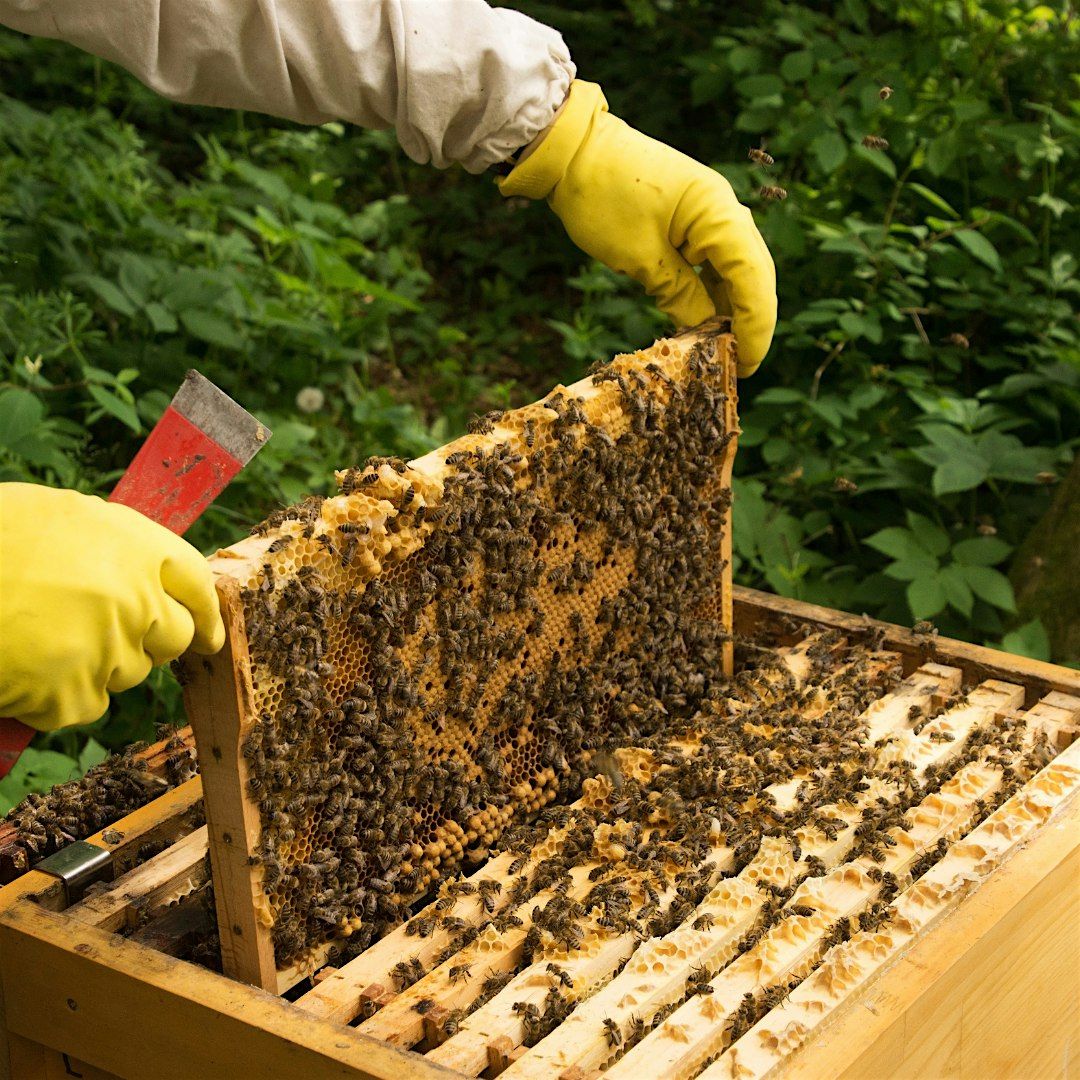 Beekeeping: It's not All Wax and Honey, 26 July | Event in Deltona | AllEvents
