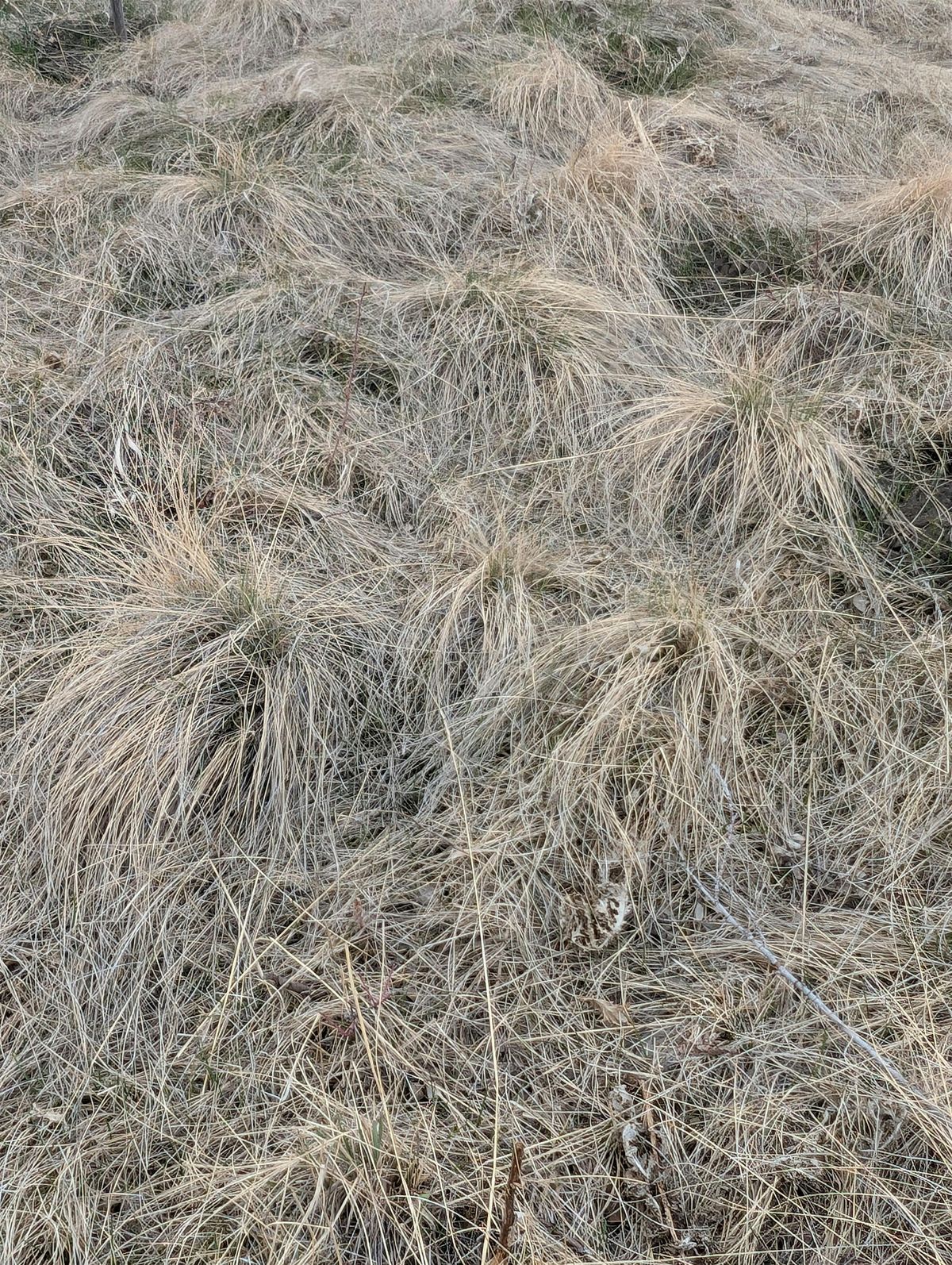Endangered Plants of the Grasslands, 11 August | Event in Calgary | AllEvents