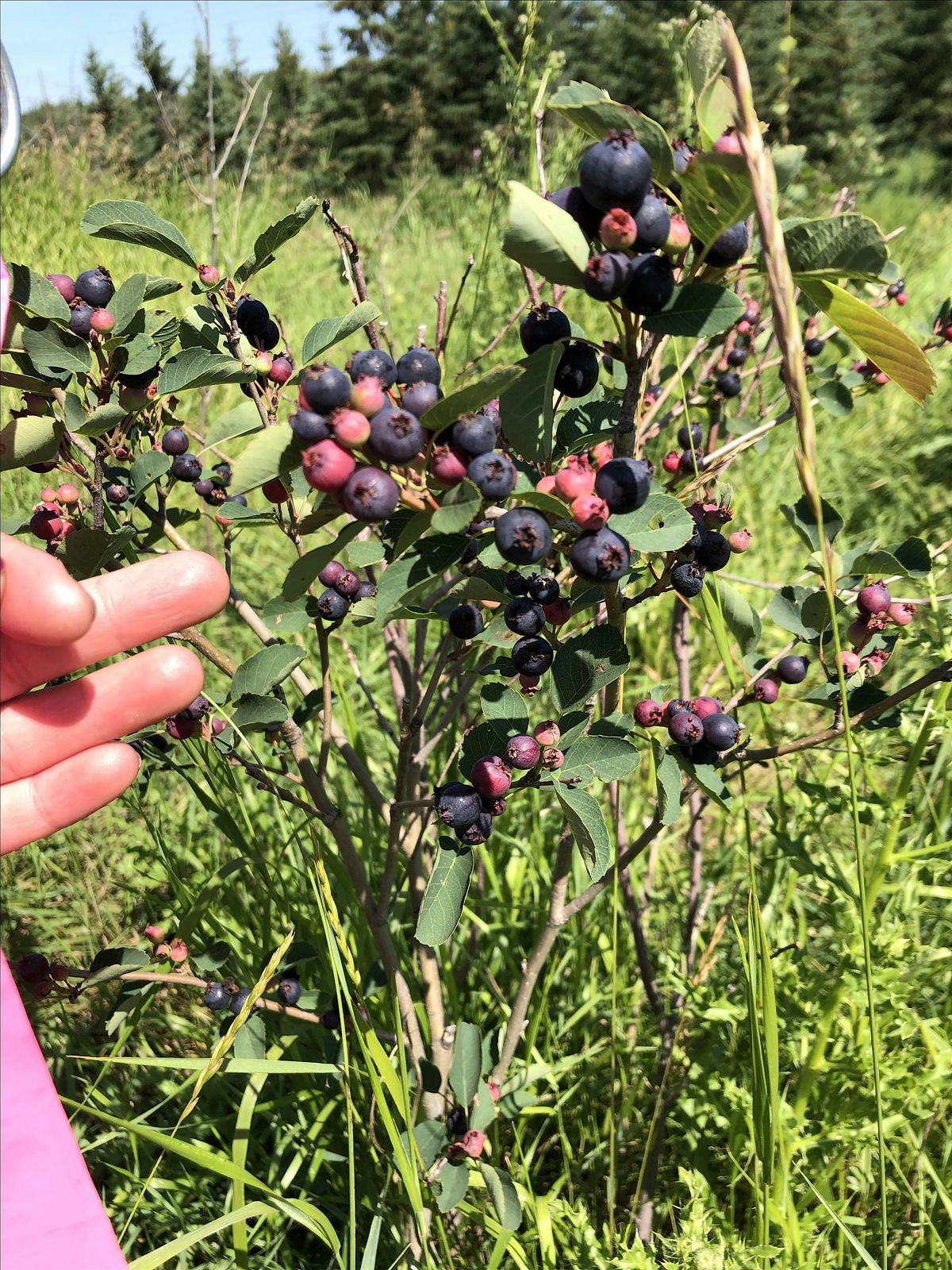 Root for Trees Food Forest Planting Event, 23 August | Event in Edmonton | AllEvents