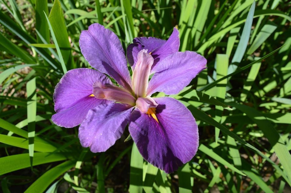 Whats in Bloom Happy Hour , 7 Bamboo Rd, New Orleans, LA, United