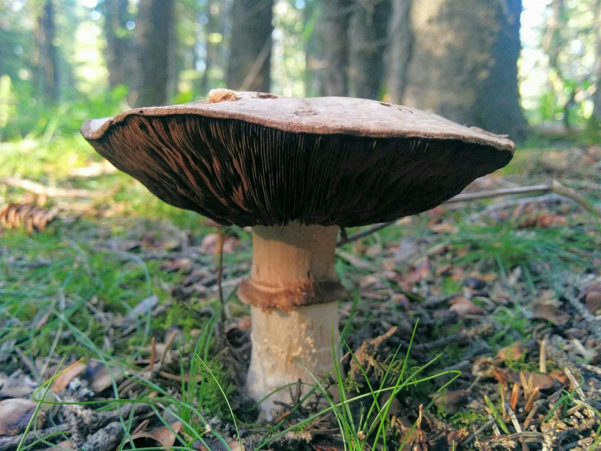 Fungi of the Weaselhead, 20 August | Event in Calgary | AllEvents
