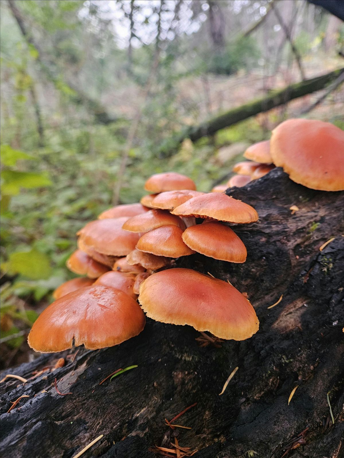 Mushroom Identification, 24 January | Event in Point Reyes Station | AllEvents