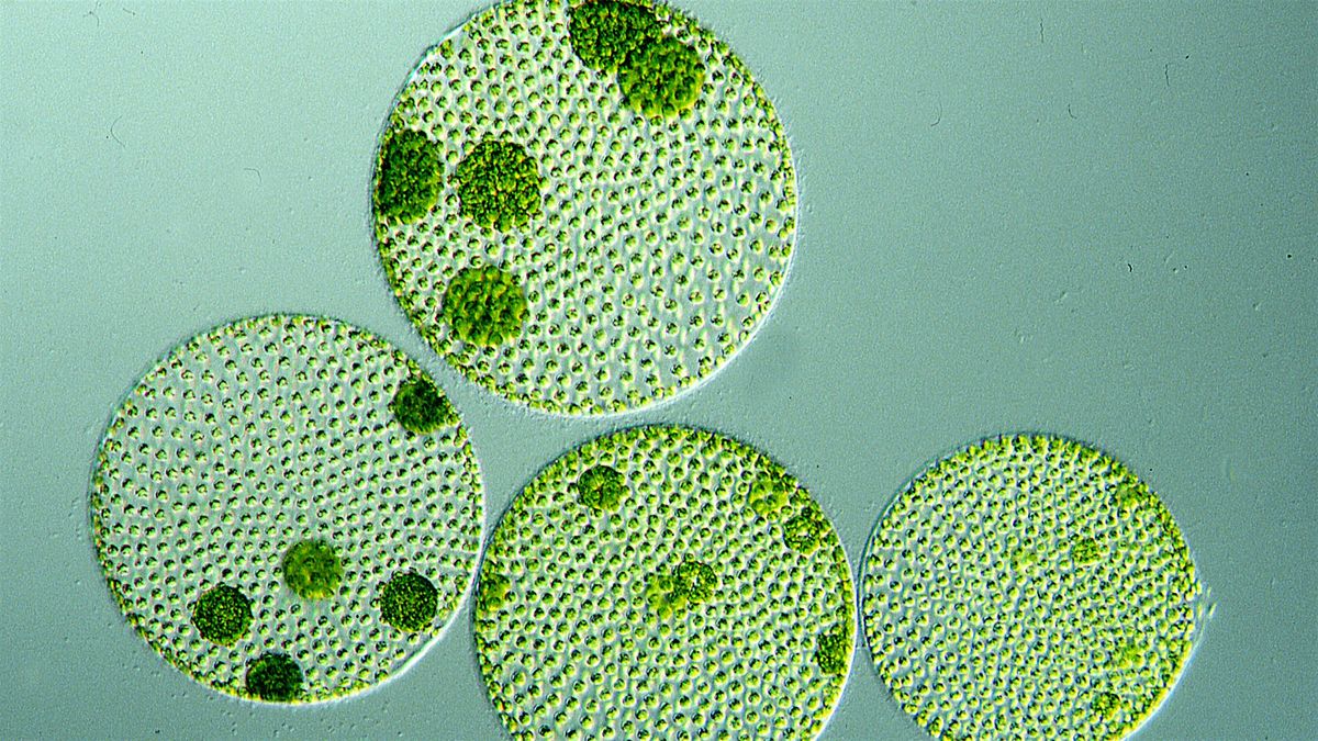 Your Health and the Algal Bloom - Public Forum, 10 December | Event in Henley Beach | AllEvents