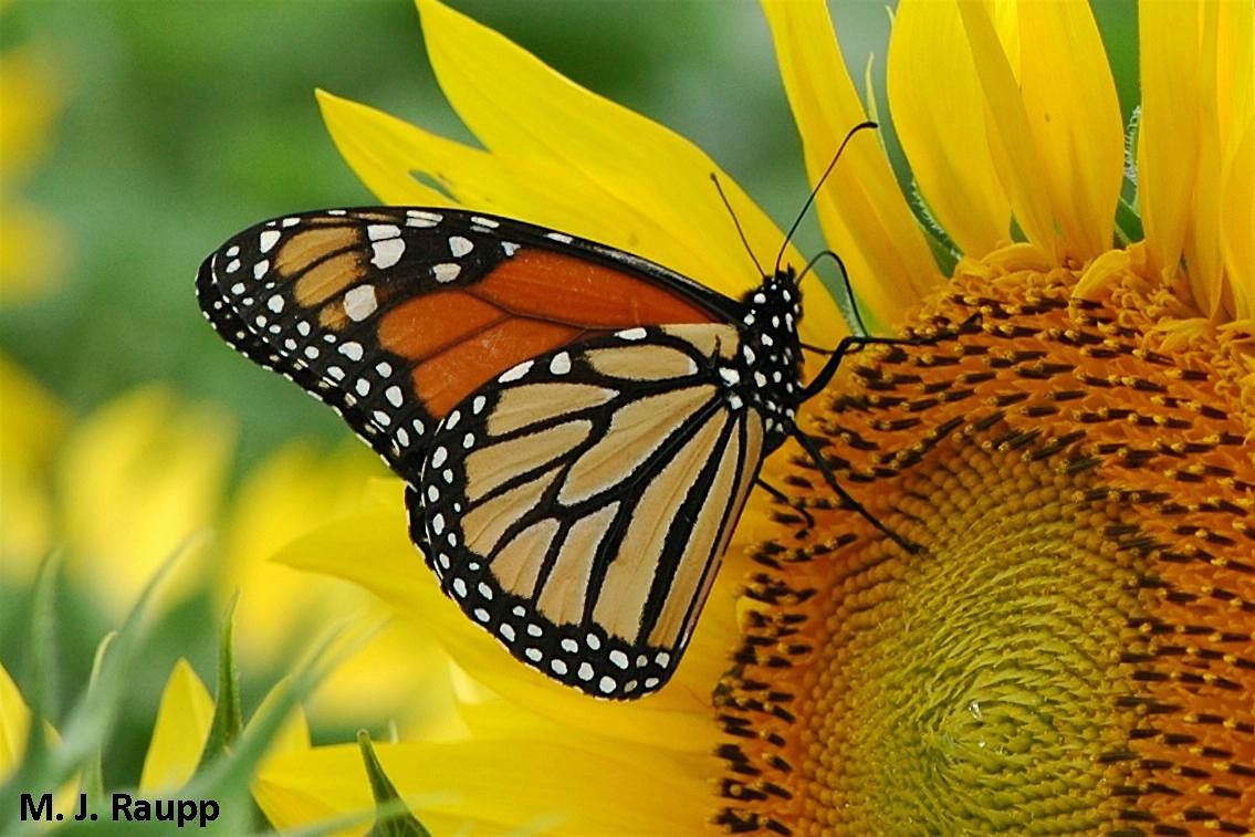 MONARCH BUTTERFLIES ENDANGERED and How You Can Help!, 9 August | Event in Frankford | AllEvents