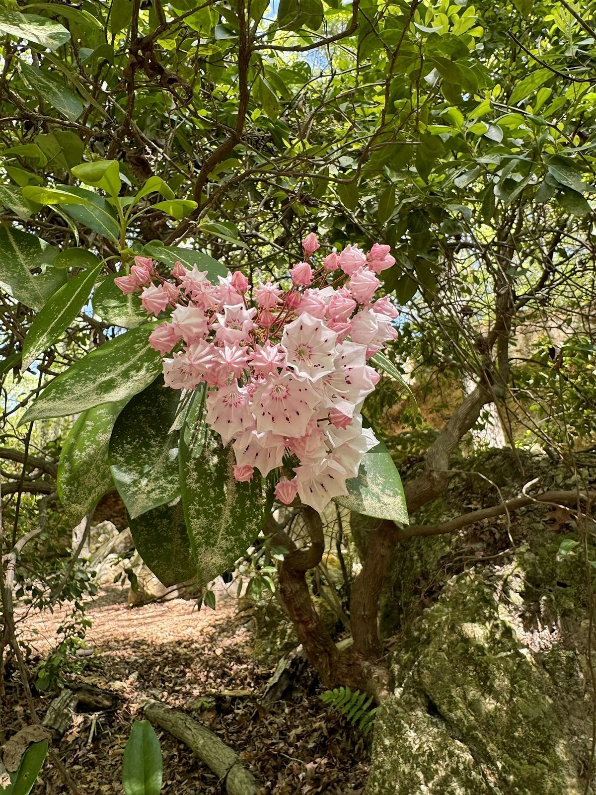 Hikes with a Naturalist - Stevens Creek Heritage Preserve, 9 August | Event in Modoc | AllEvents