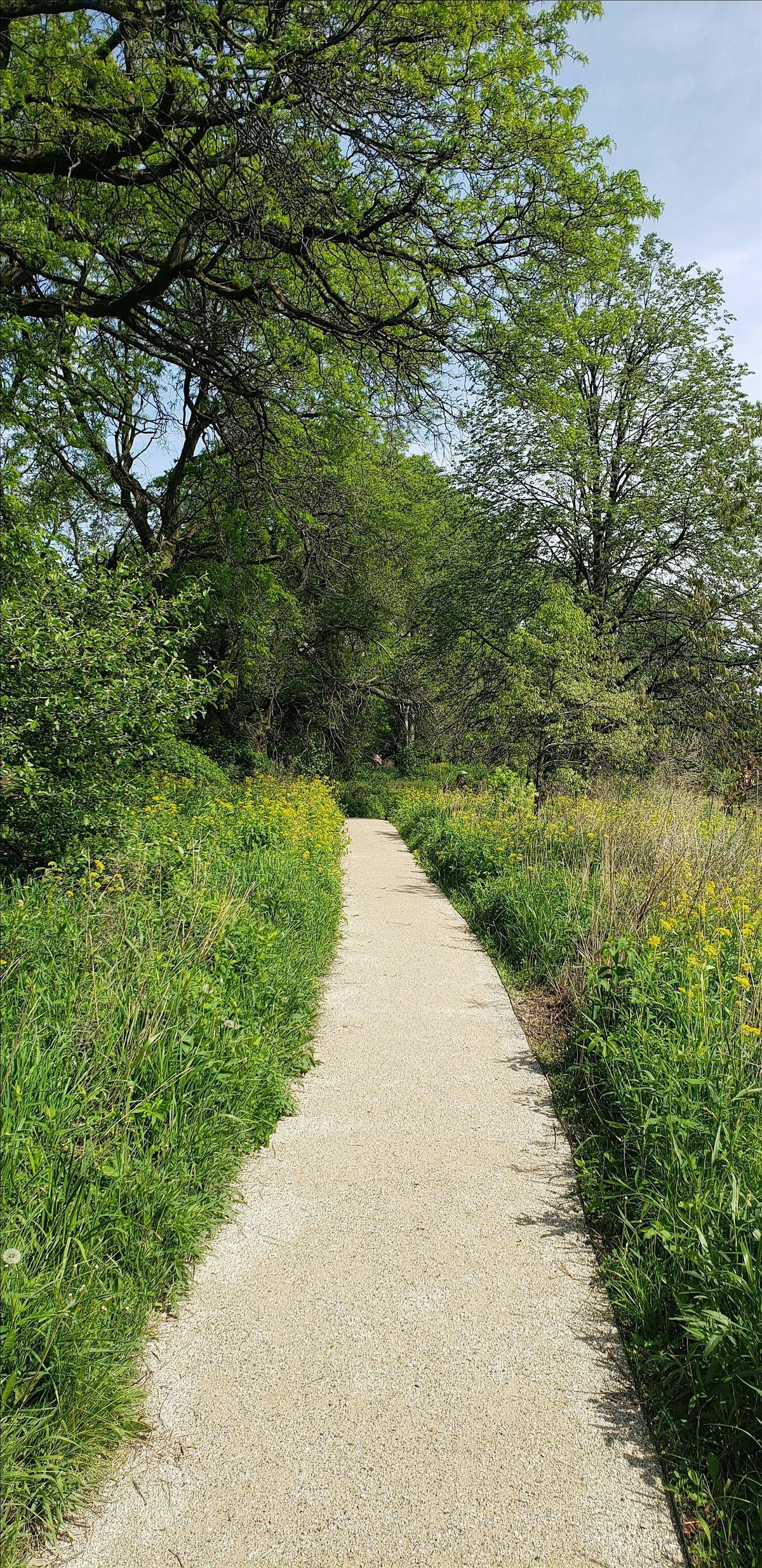 Introduction to Forest Bathing, 22 June | Event in Chicago | AllEvents
