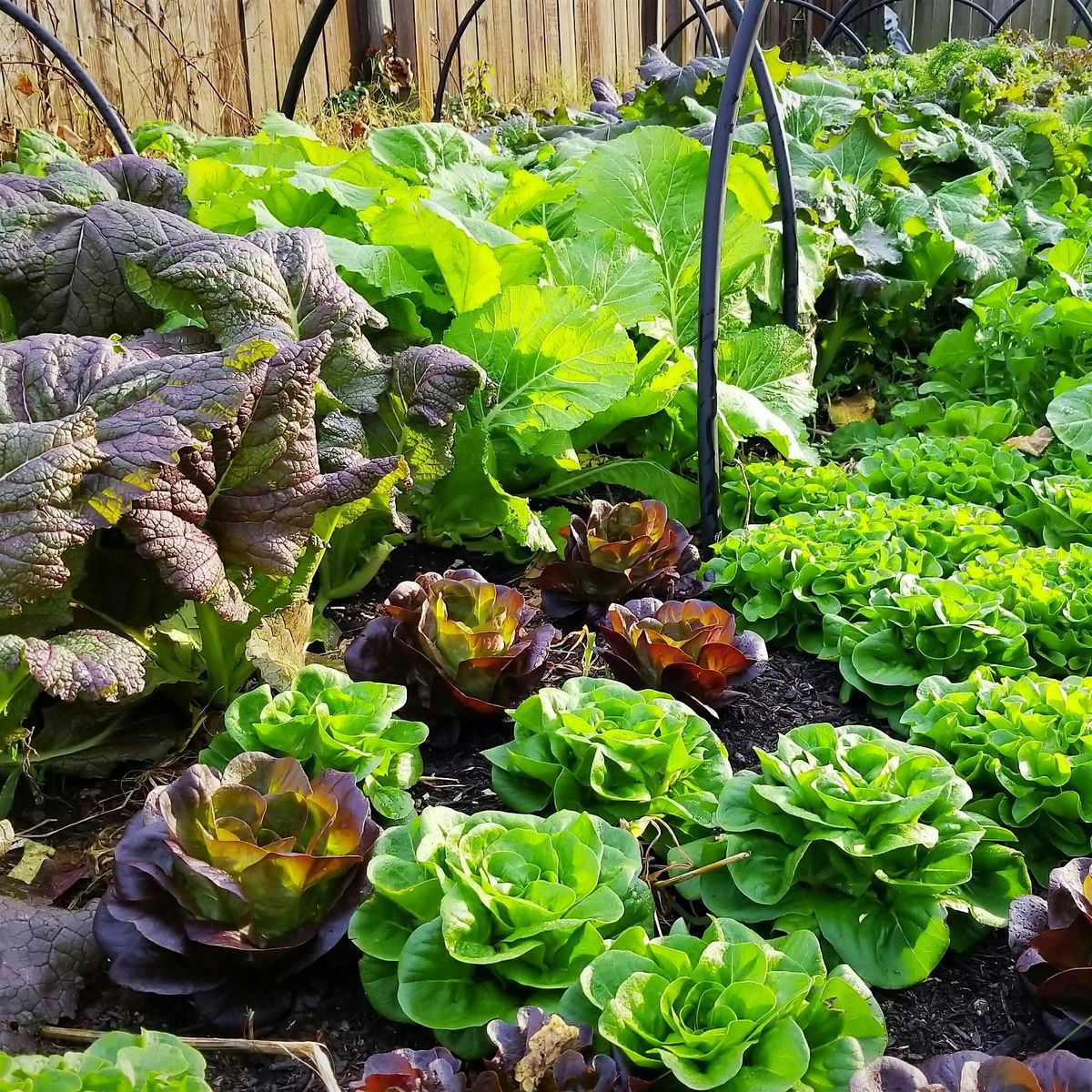 Fall 2025 Backyard Gardening Series, 16 September | Event in Tallahassee | AllEvents
